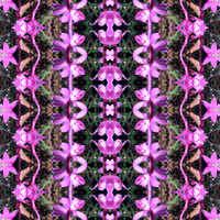 Organic Kaleidoscope: Rosy Hyacinth Orchid (2020)